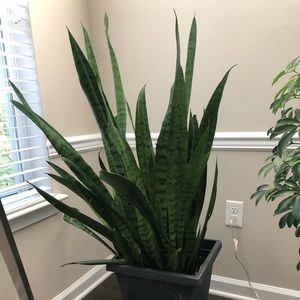 Sansevieria Zeylanica (snake plant)